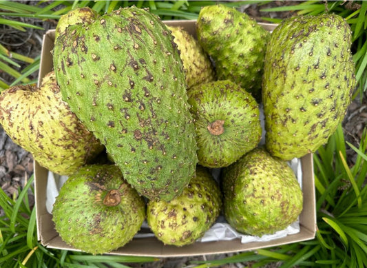 Family size soursop box(Medium)