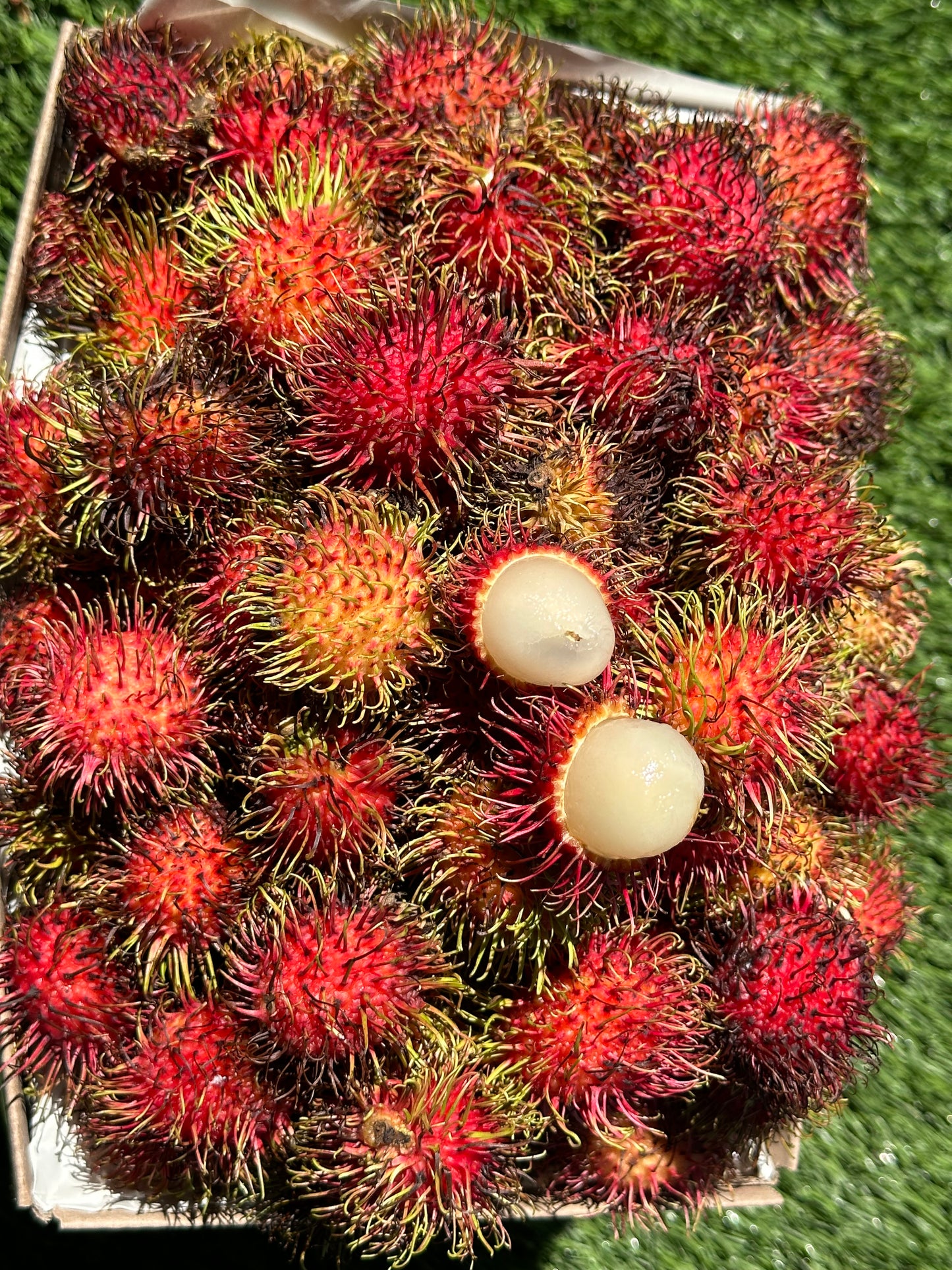 Rambutan Pre-Order