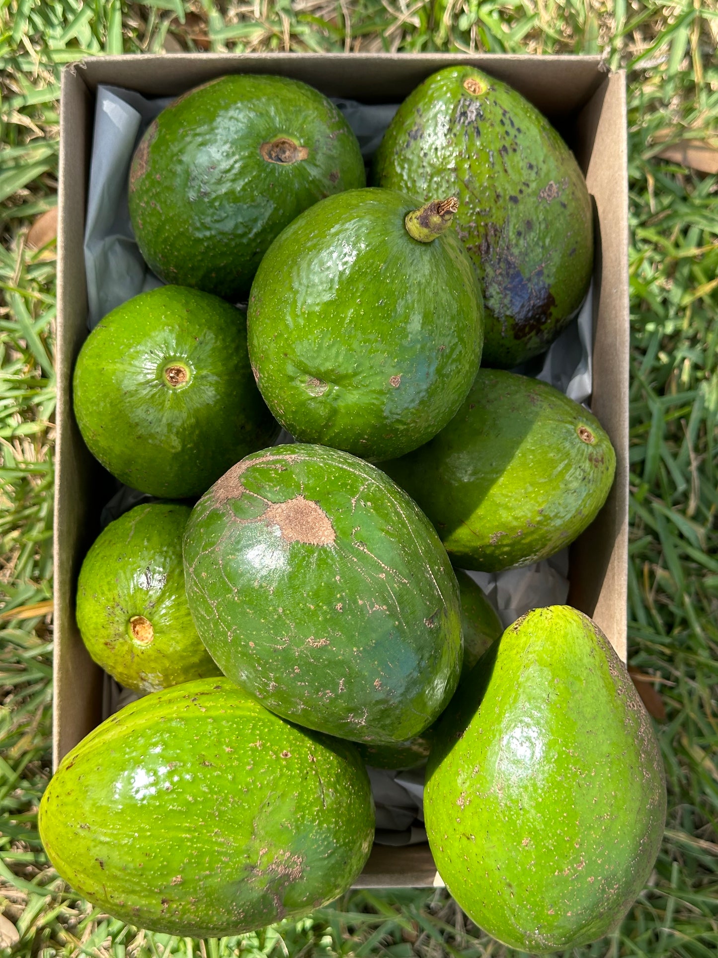 Florida Avacado