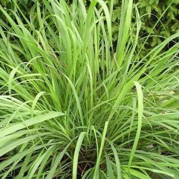 Jamaican Lemongrass Tea