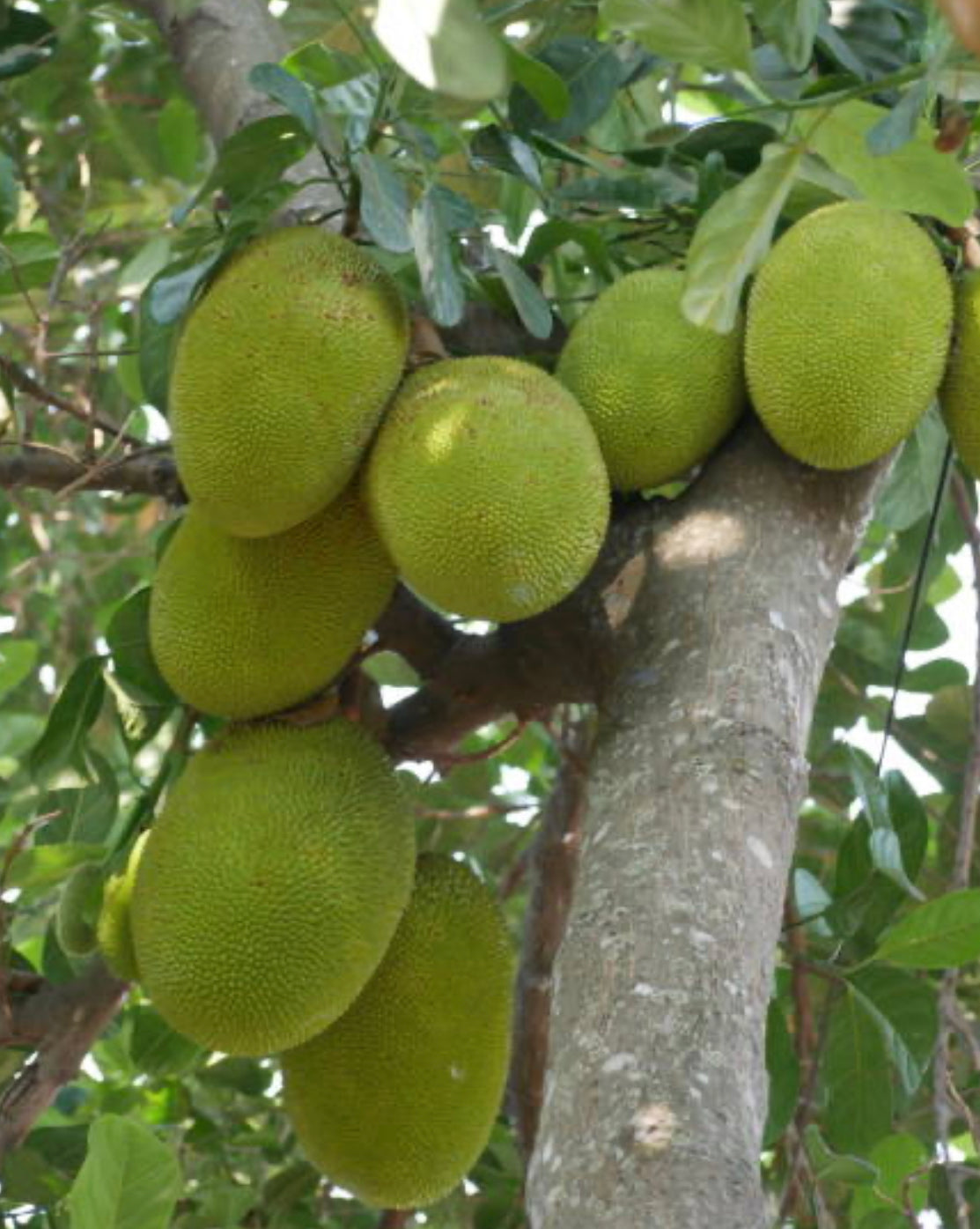 Jackfruit