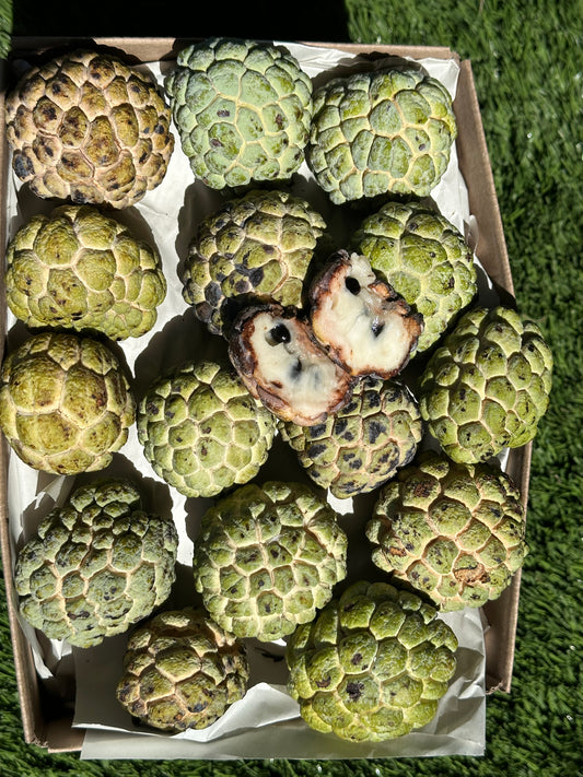 Sugar Apple/Pre-Order