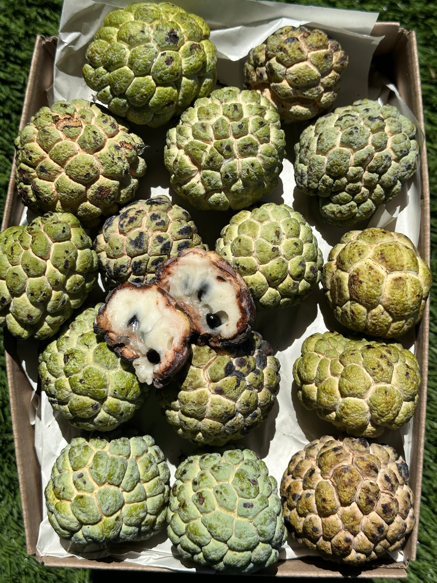 Sugar Apple/Pre-Order