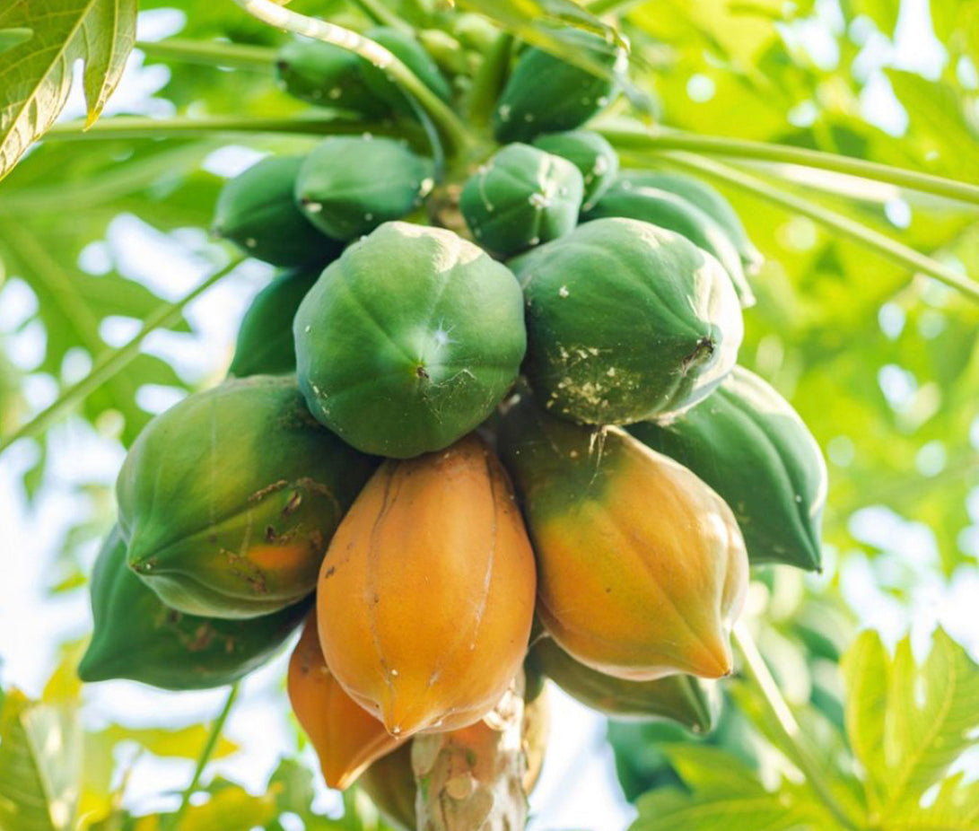 Papaya