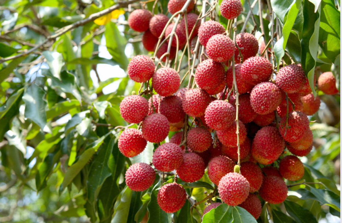 Lychee