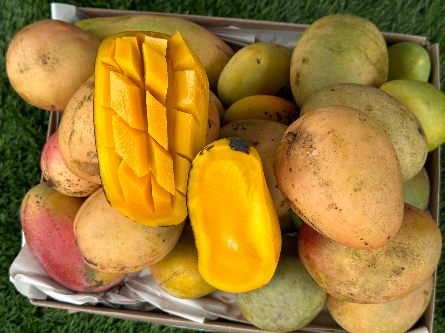 In season Mango