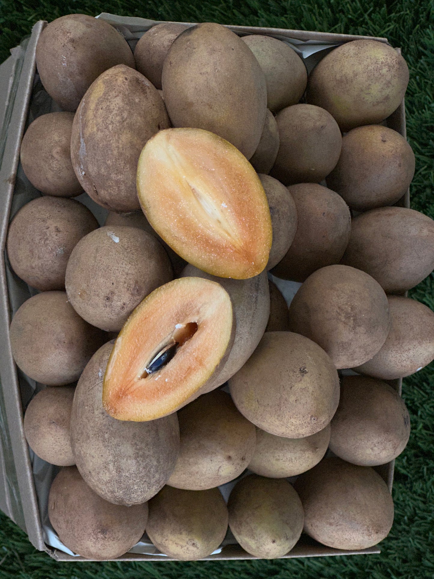 Nesberry/Sapodilla