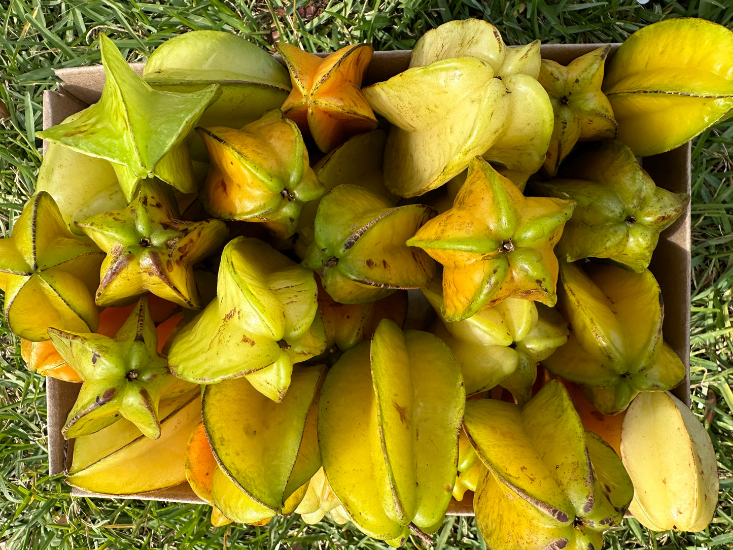 Star fruit