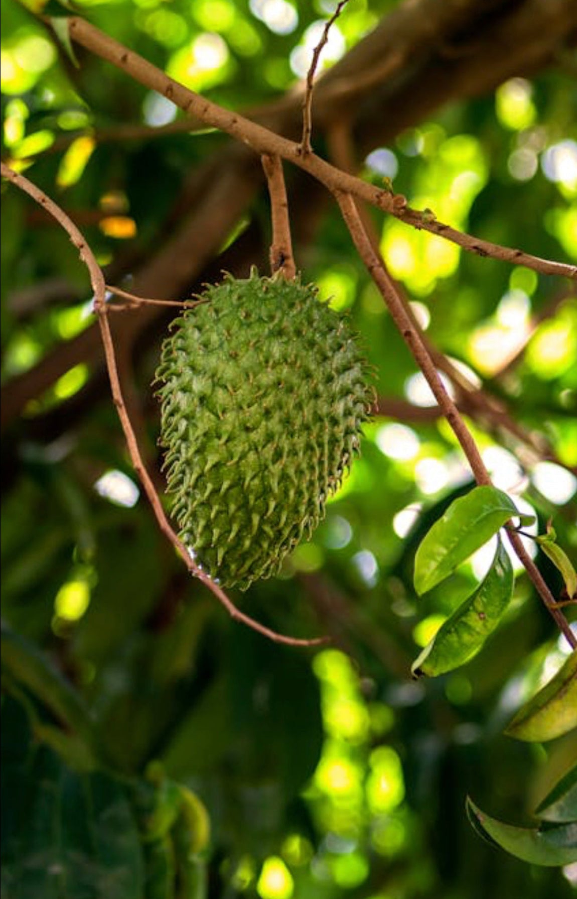 A grade Soursop