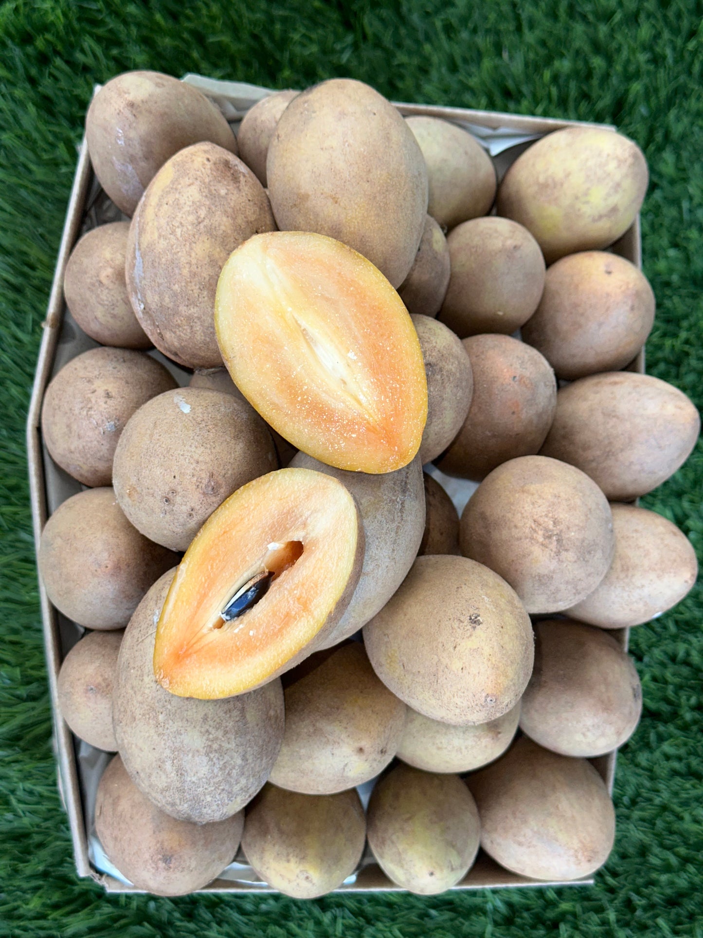 Nesberry/Sapodilla