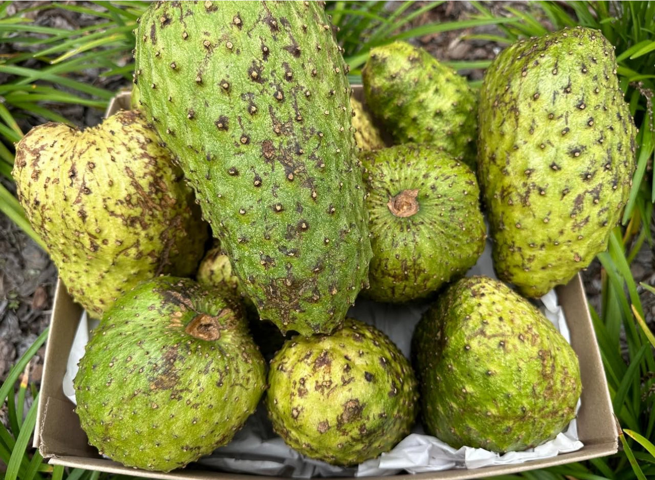 Family size soursop box(Medium)