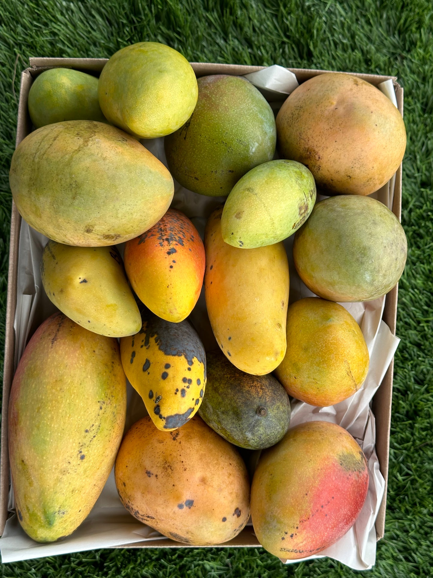In season Mango