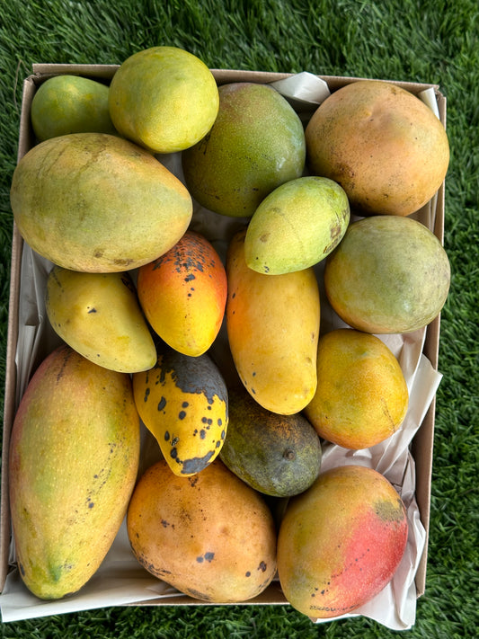 In season Mango