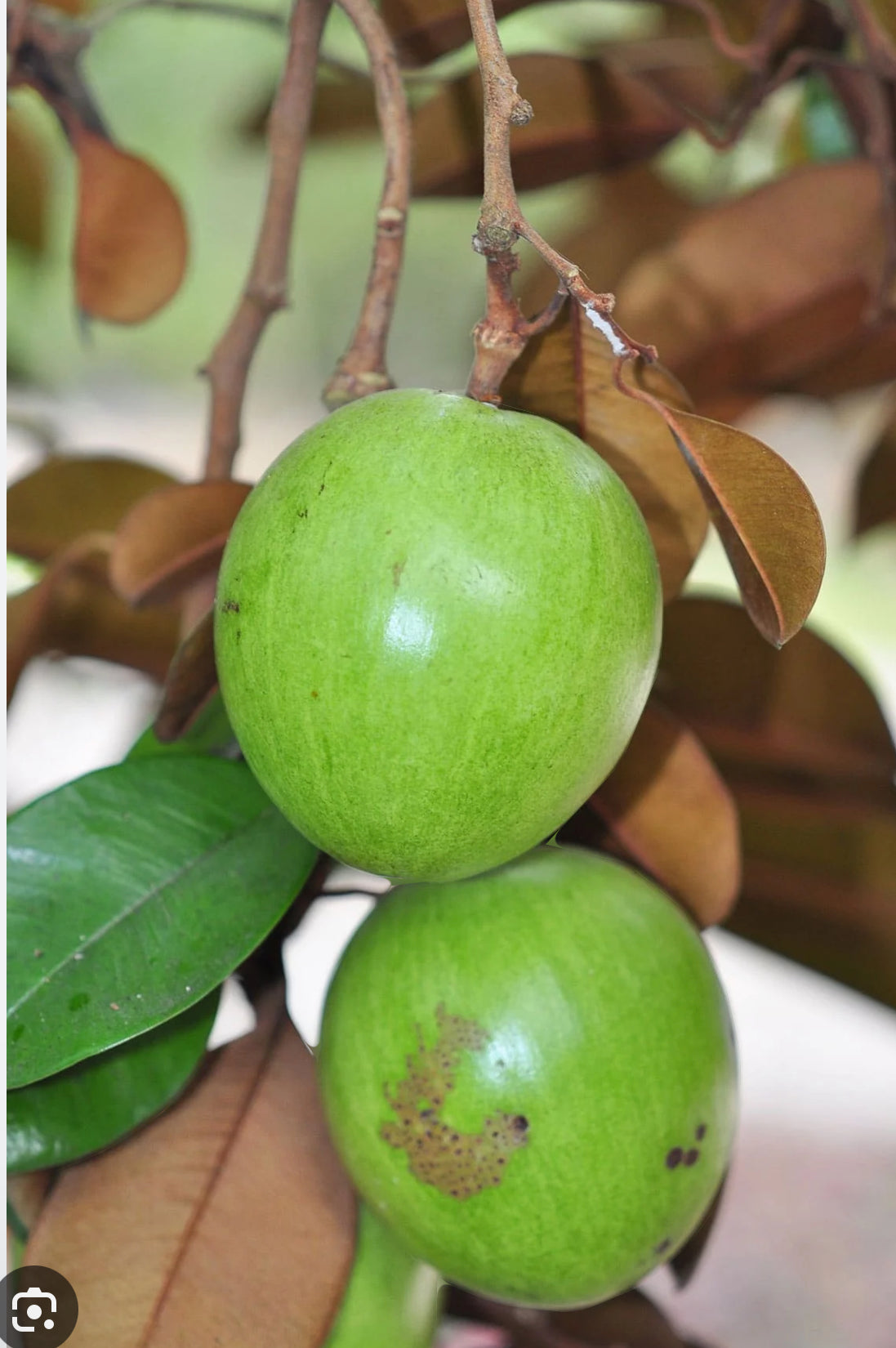Green star apple