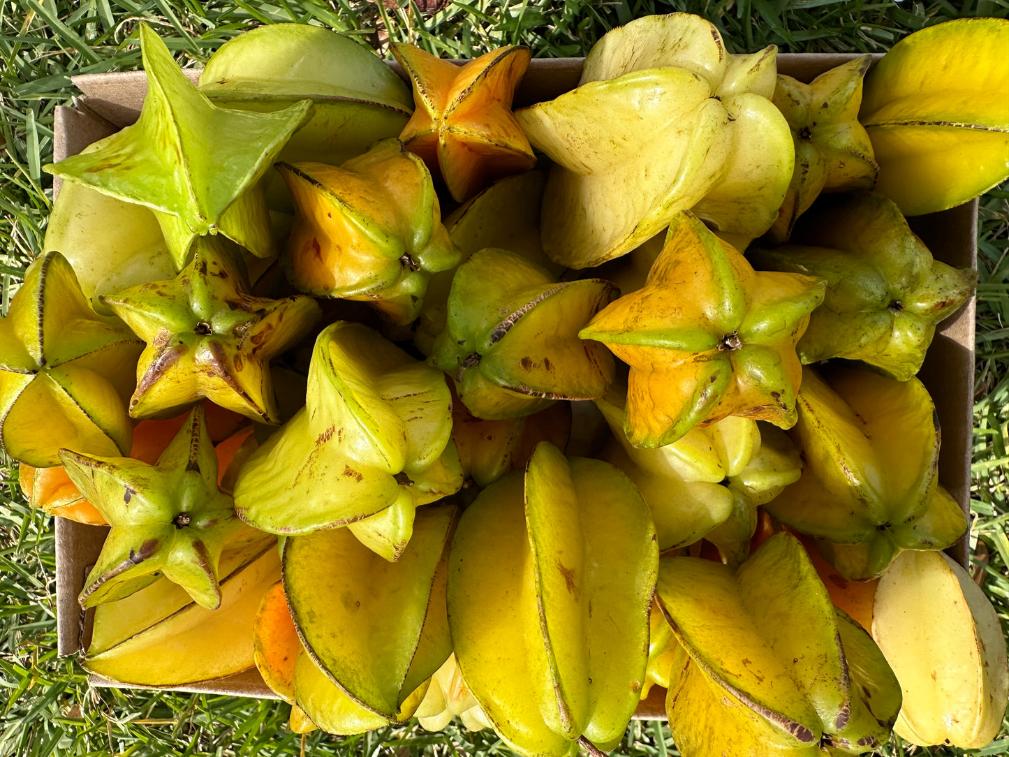 Star fruit