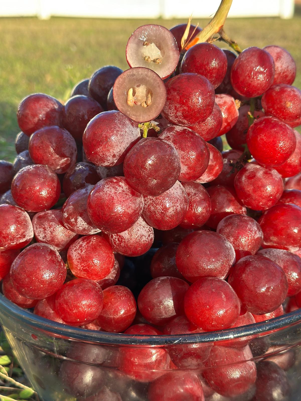 A+ Seeded Grapes