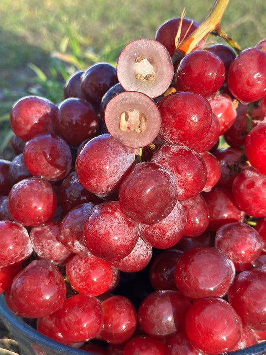 A+ Seeded Grapes