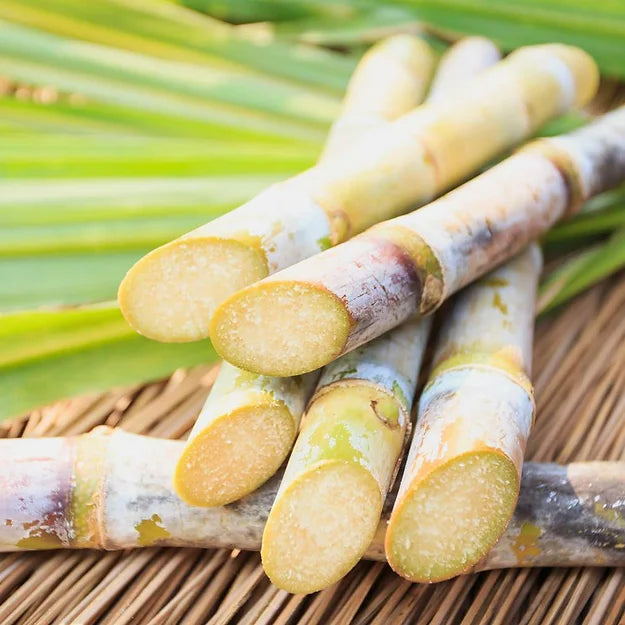 Sugarcane