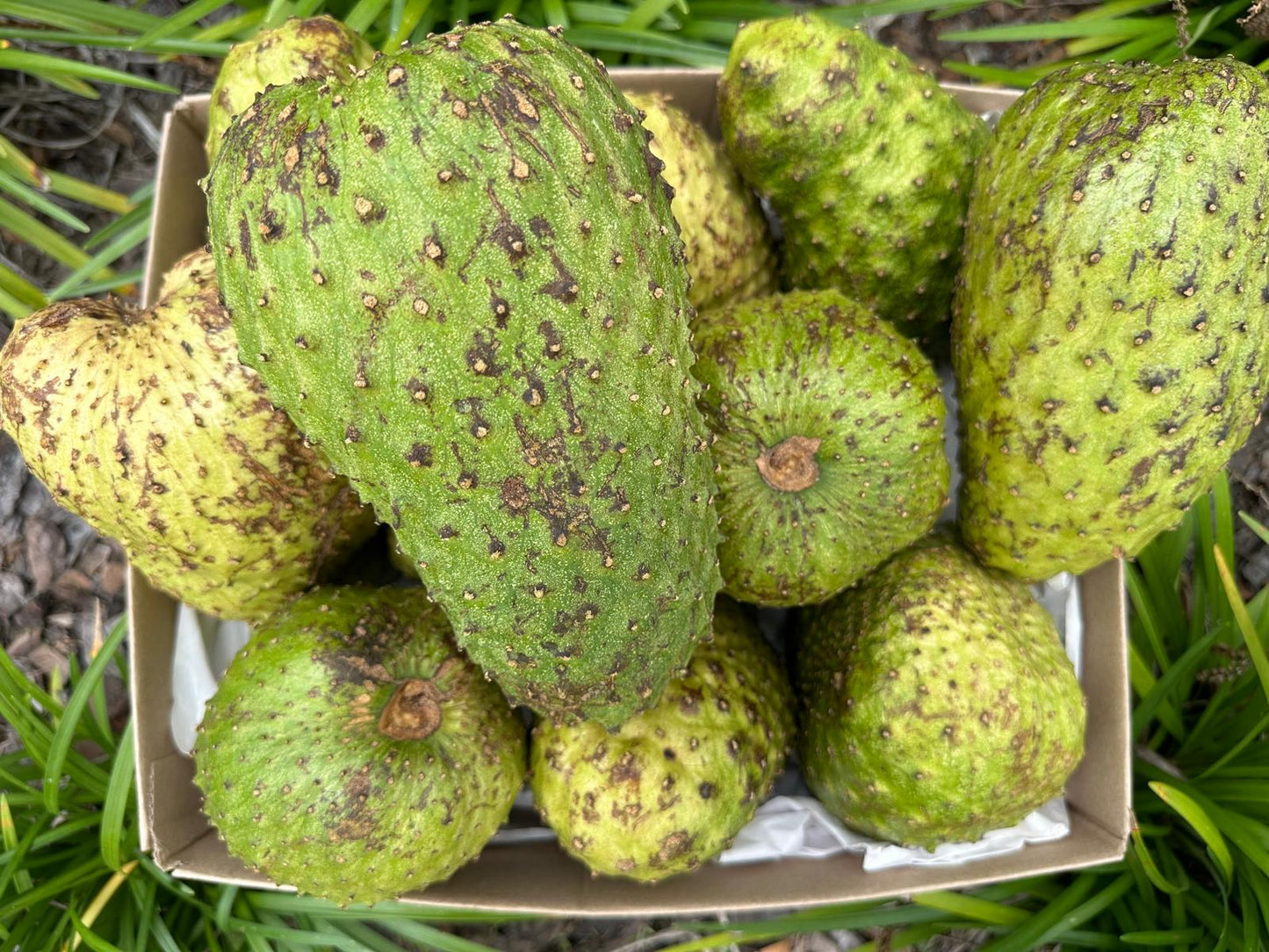 Medium soursop Box pre order