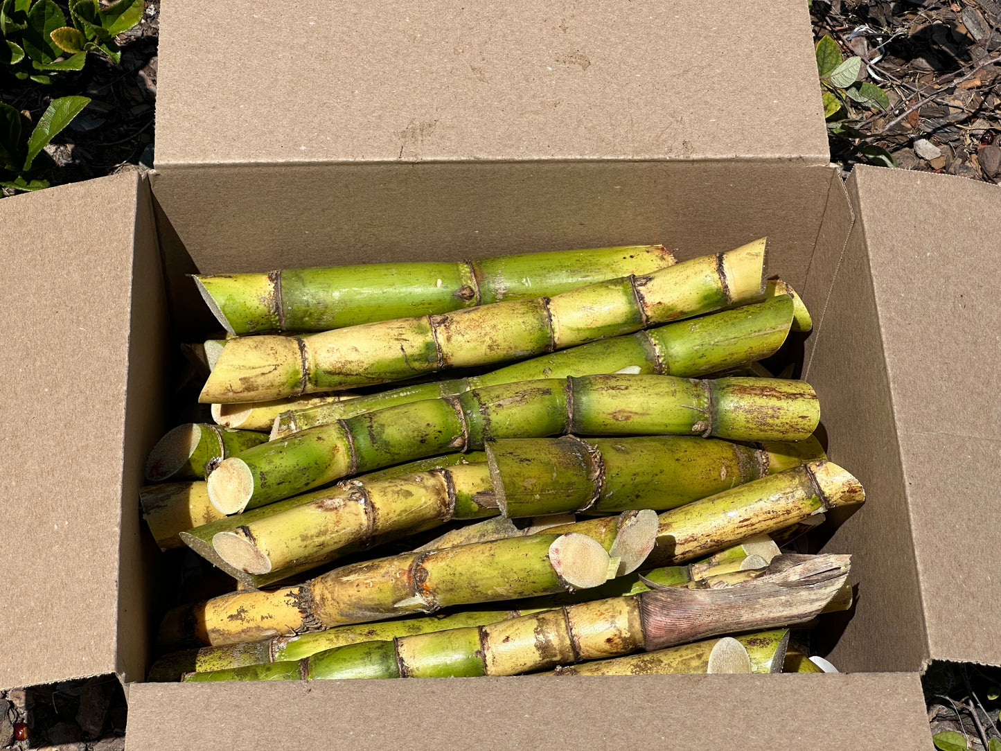 Sugarcane