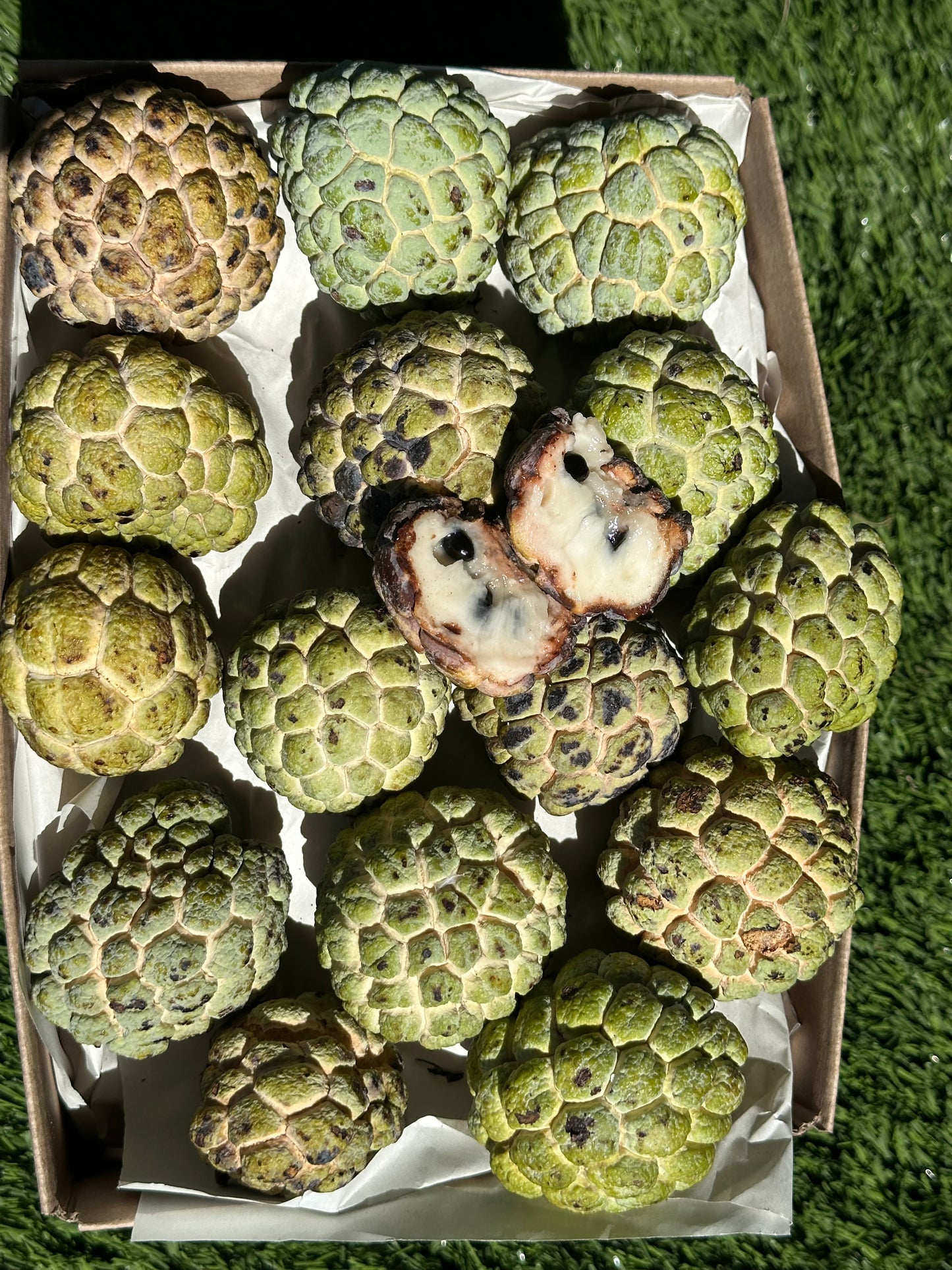 Sugar Apple