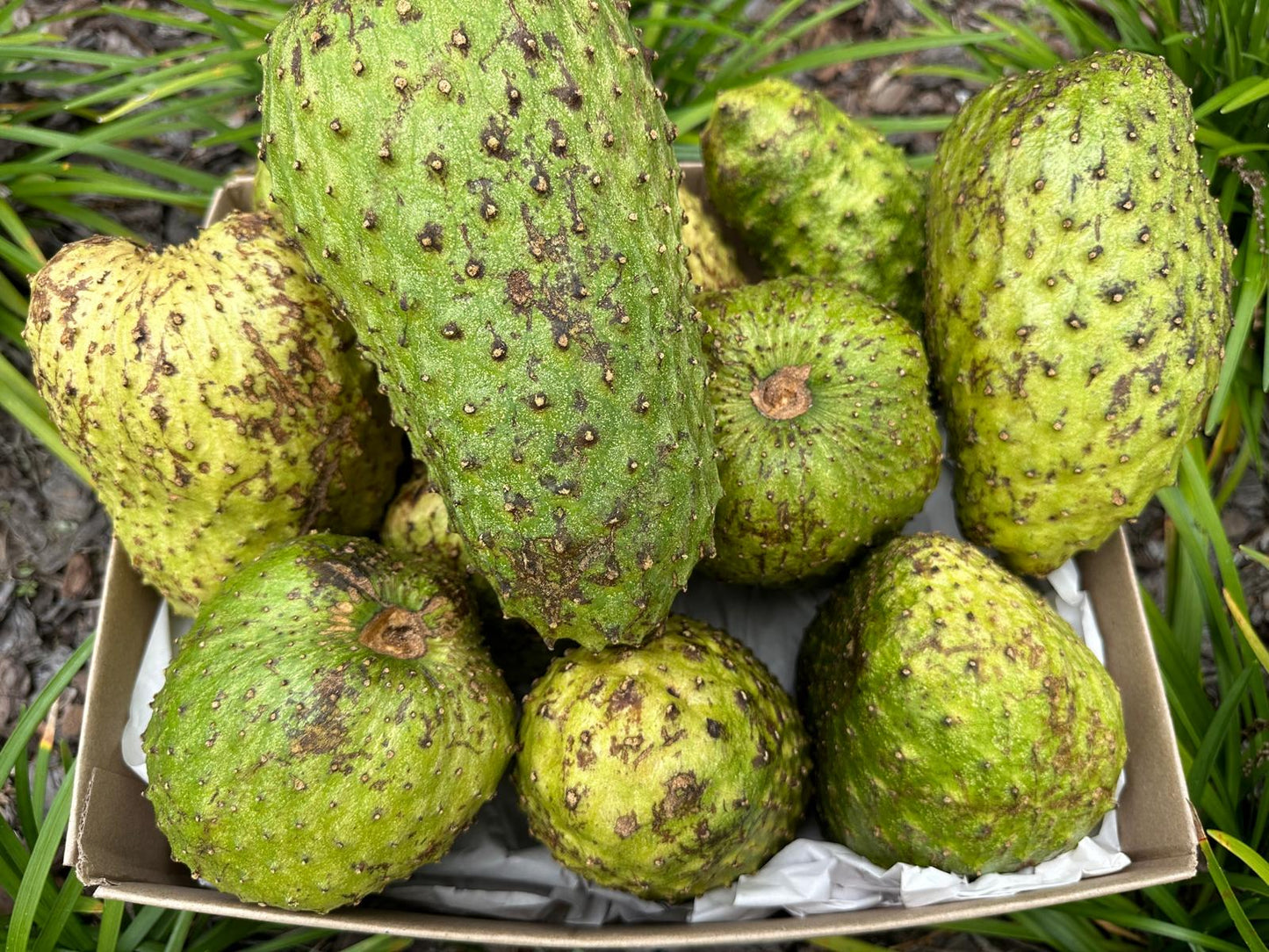 Medium soursop Box pre order