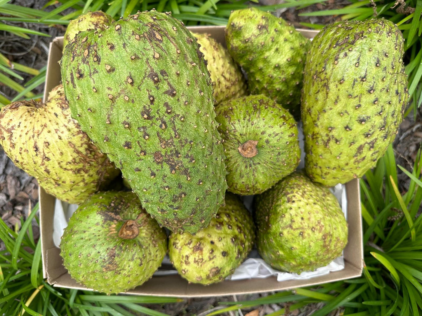 Medium soursop Box pre order