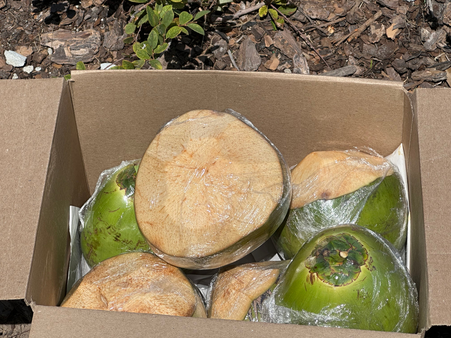 A+ Fresh Coconut