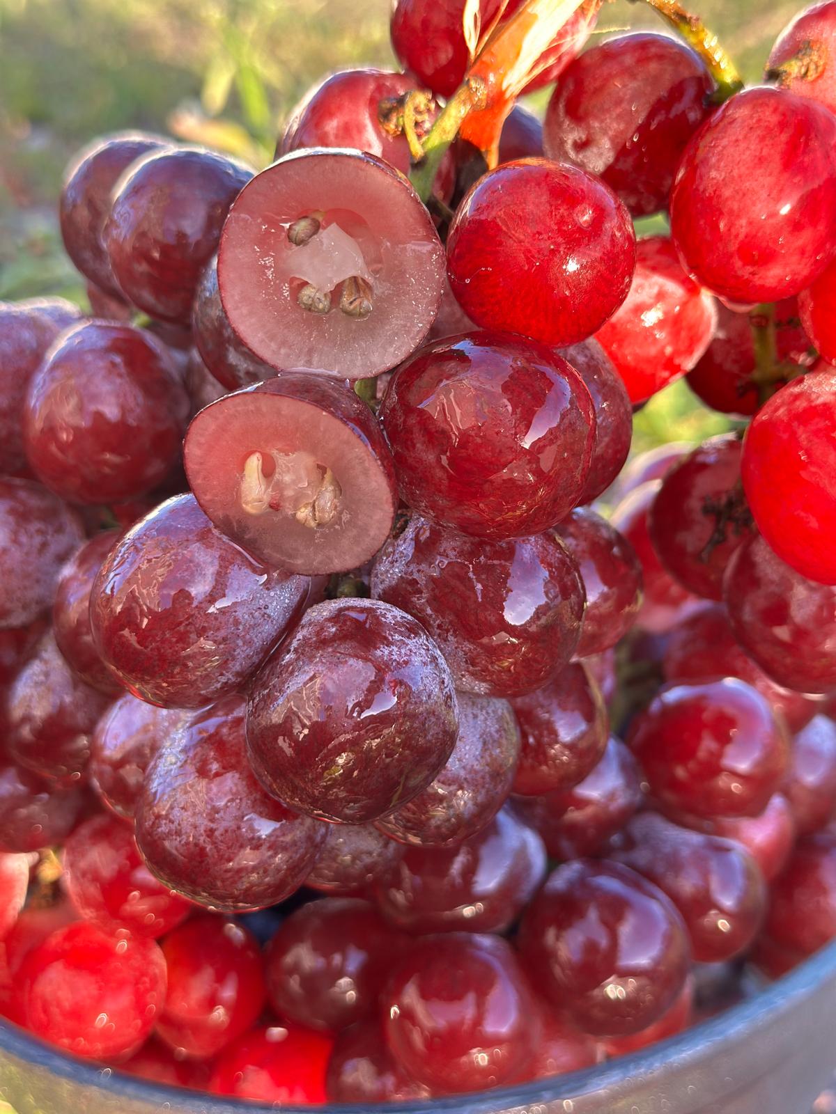 A+ Seeded Grapes