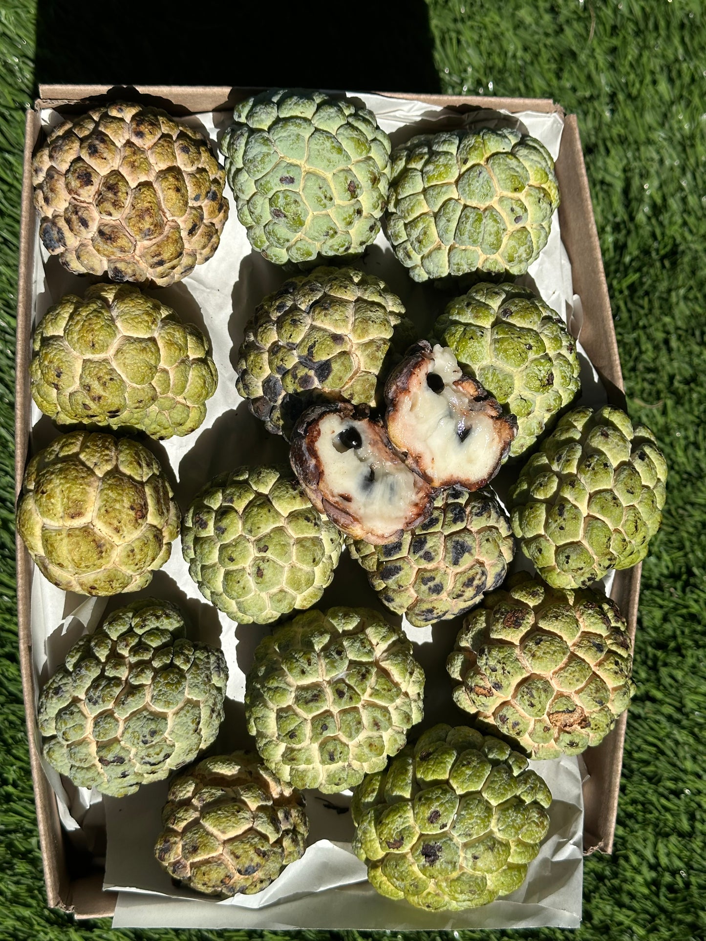 Sugar Apple