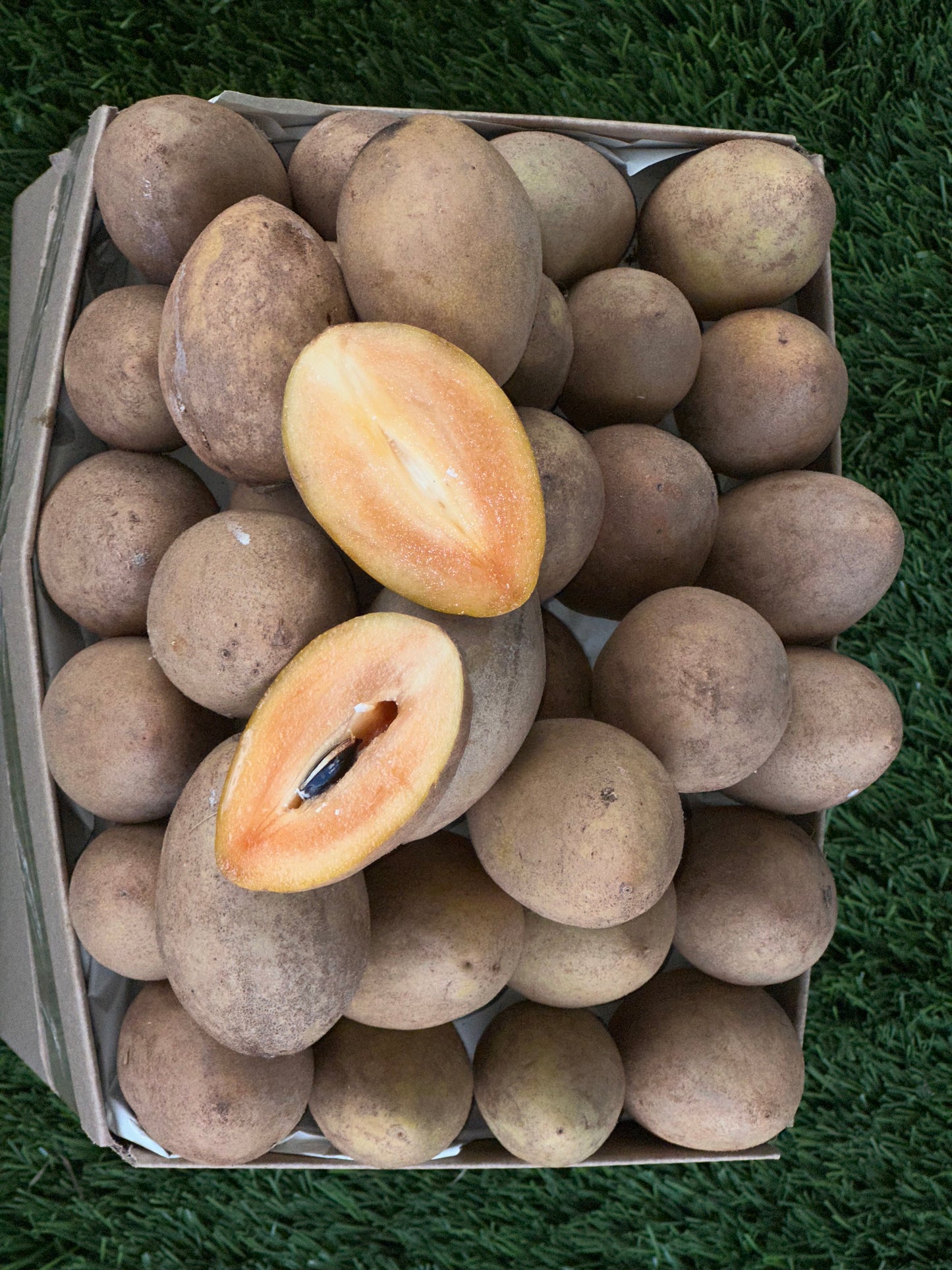 Nesberry/Sapodilla