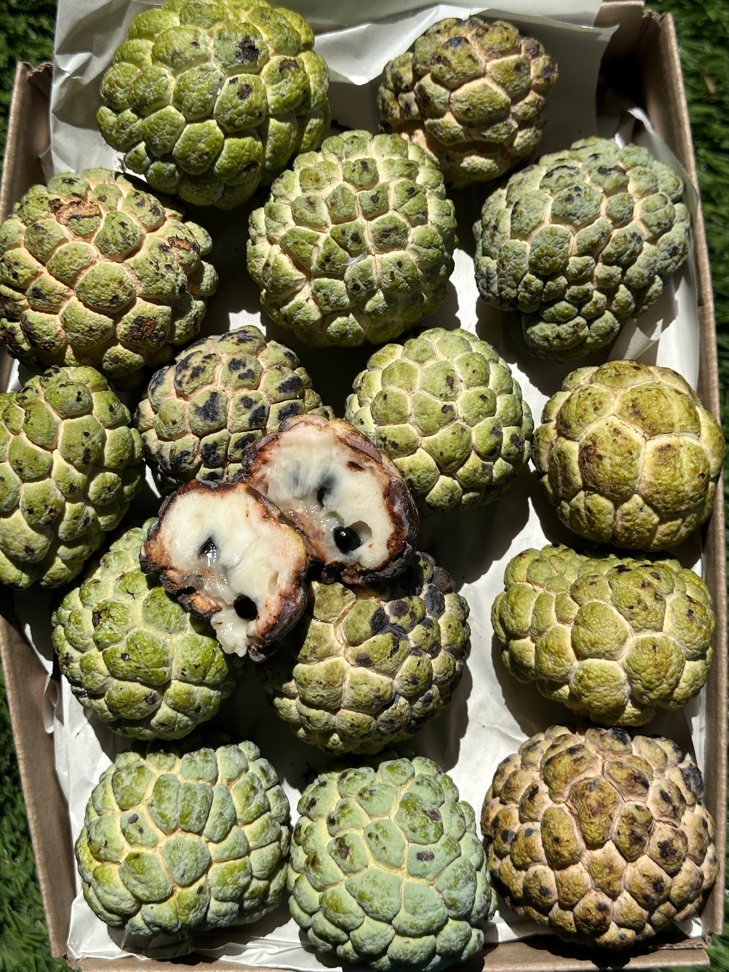 Sugar Apple