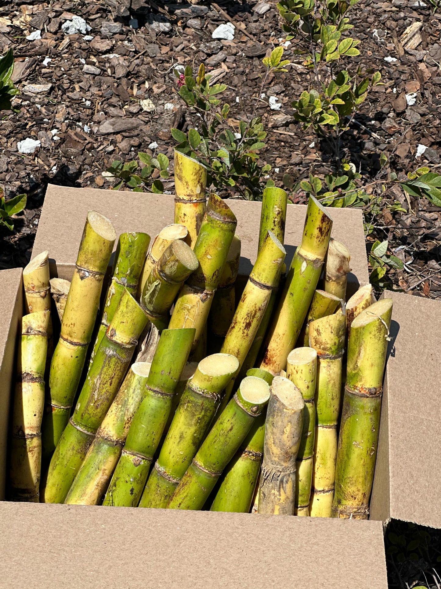 Sugarcane