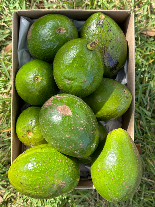 Florida Avacado