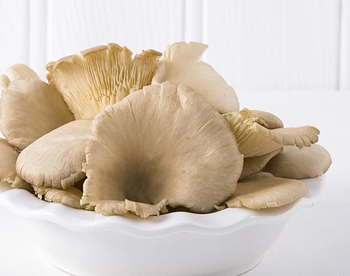 Oyster mushroom