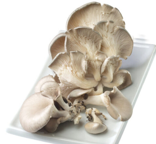 Oyster mushroom